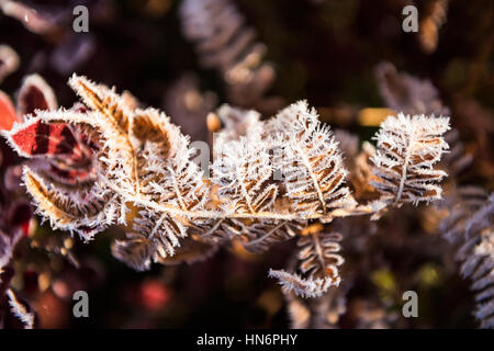 Frost auf gelben Farn mit rote Heidelbeere verlässt im morgendlichen Sonnenlicht Stockfoto