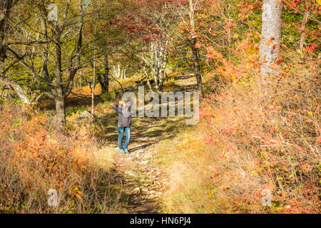 Junge Frau auf Trail-Pfad im herbstlichen Wald auf Hügel in Dolly Grassoden, West Virginia Stockfoto