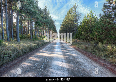 Schmutz gepflastert steinigen Weg durch einen Kiefernwald in Dolly Grassoden, West Virginia Stockfoto