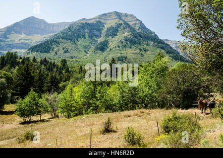 Wiese und Wald mit Hügeln in Utahs Wasatchkette mit zwei Pferden Stockfoto