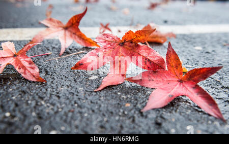 Nassen gefallenen Ahornblätter auf Asphalt closeup Stockfoto