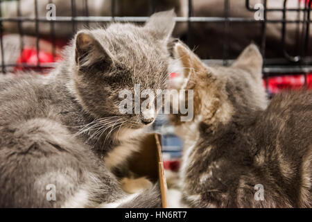 Zwei Kätzchen schlafen schließen in einem Käfig Stockfoto