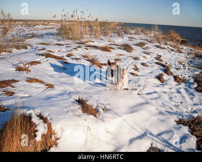 Zwei Hunde laufen gerne im Schnee in Richtung der Kamera am verschneiten Strand Stockfoto