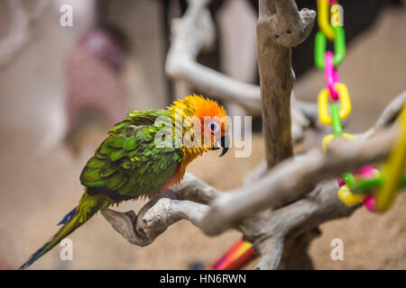 Sonne thront Phantasie Conure bunte Papagei von der Seite mit grünen Federn auf Zweigen Stockfoto
