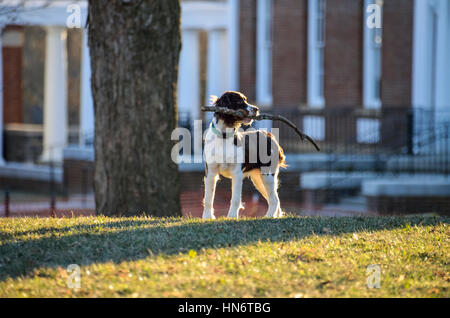 Cocker Spaniel halten lange große Filiale Stick Holz auf Rasen Stockfoto