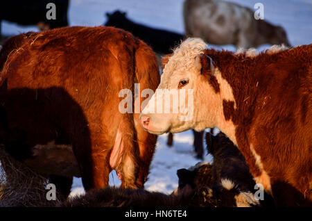 Nahaufnahme der Kuh Gesicht während des Sonnenuntergangs im Winter Schneelandschaft Stockfoto