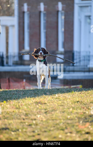 Cocker Spaniel halten lange große Filiale Stick Holz auf Rasen Stockfoto