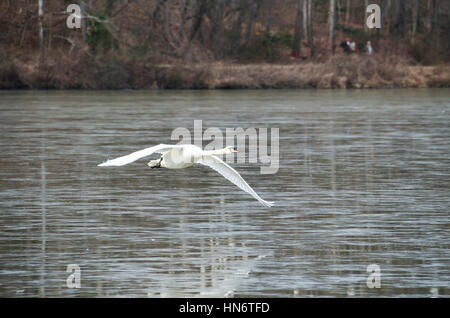 Nahaufnahme der Schwan fliegt über See im winter Stockfoto