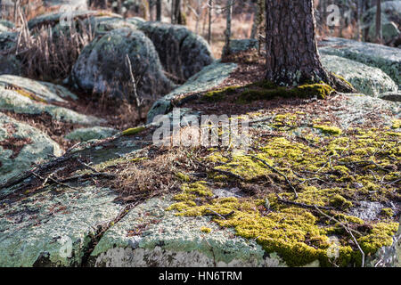 Grünes Moos in Sonnenlicht wachsen auf großen Felsen Stockfoto