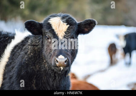 Nahaufnahme von schwarzen und weißen Jersey Kuh Essen im verschneiten winter Stockfoto