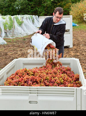 Winemaker Chris Primus hilft an der Weinlese in den Weinbergen von San Juan zu sammeln Stockfoto