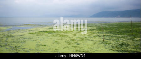 Algenwachstum auf Oberfläche Er Hai See, Dali, Yunnan, China Stockfoto