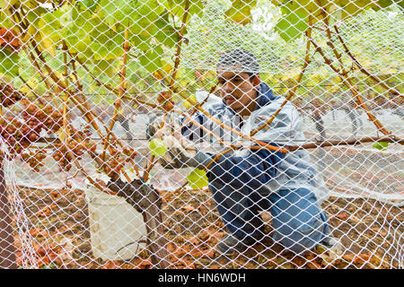 Mexikanische Traube Picker auf den San Juan Islands, US-Bundesstaat Washington USA Stockfoto