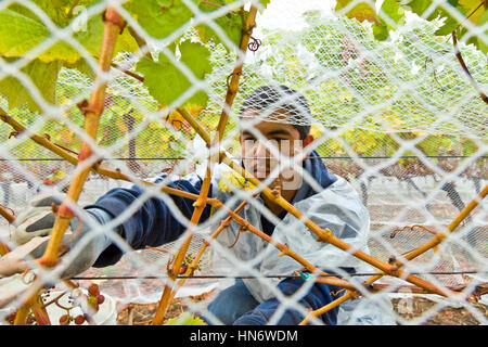 Mexikanische Traube Picker auf den San Juan Islands, US-Bundesstaat Washington USA Stockfoto