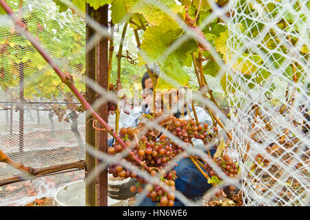 Mexikanische Traube Picker auf den San Juan Islands, US-Bundesstaat Washington USA Stockfoto