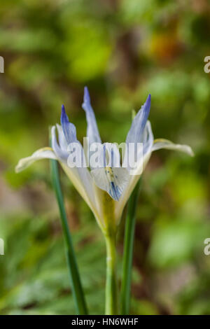 Iris Reticulata 'Painted Lady' Zwerg Blume Frühling mehrjährige Februar blühen Blüte Grenze Gartenpflanze Nahaufnahme Closeup hellblau Stockfoto