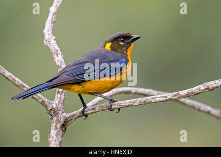 Lacrimose Berg-Voegel (Anisognathus Lacrymosus), PNN Los Nevados, Santa Rosa de Cabal, Risaralda Stockfoto