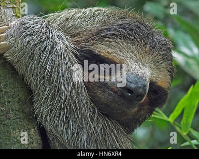 Nahaufnahme von ein niedlich und faulen Faultier hing an einem Baum in Costa Rica Stockfoto