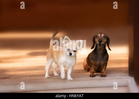 Zwei Hunde Chihuahua und ein Dackel vor der Haustür Stockfoto