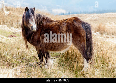 Ein WELSH MOUNTAIN PONy oder Maiskolben auf einem Schnee bedeckten Hügel in den Brecon Beacons National park Stockfoto