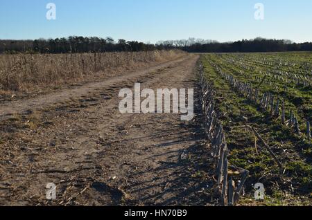 Straße durch Kornfeld im winter Stockfoto