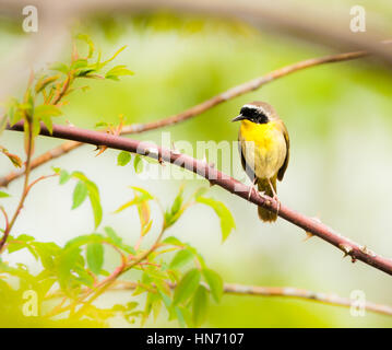 Die gemeinsame gelbem Schlund Warbler wird von seiner schwarzen Maske erkannt. Stockfoto