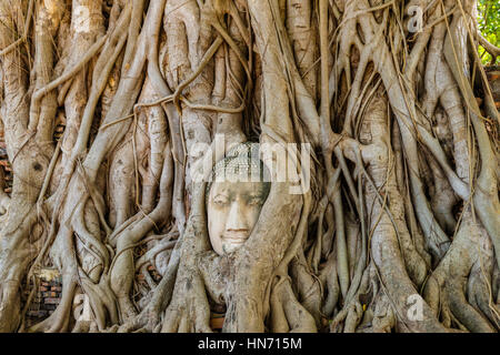 Kopf eines alten, die Buddha-Statue in verschlungenen Baum Wurzeln in Ayutthaya, Thailand Stockfoto