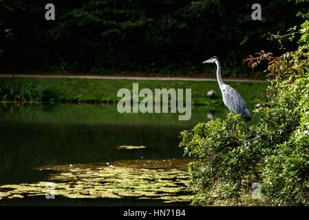 Der Graureiher ist eine langbeinige waten Greifvogel der Heron-Familie. Stockfoto
