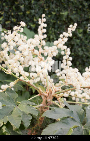 Nahaufnahme von einem Buttonbush (Cephalanthus Occidentalis), auch genannt eine Taste-Weide und Honig-Glocken Stockfoto