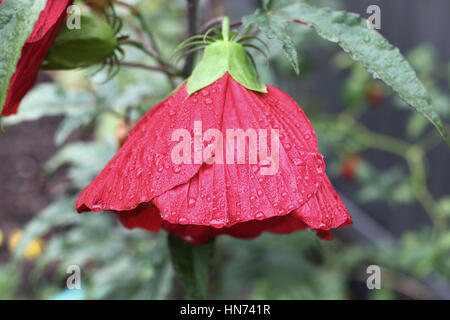 Hibiscus Moscheutos oder bekannt als Mitternacht Marvel Hibiskusblüte in Wassertropfen nach regen bedeckt Stockfoto