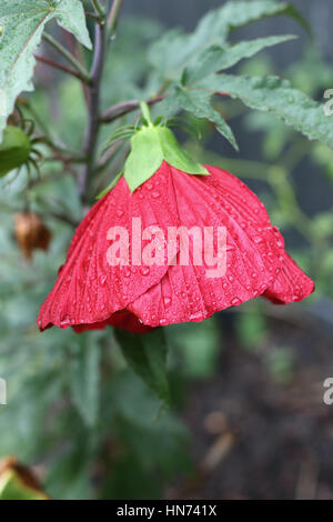 Hibiscus Moscheutos oder bekannt als Mitternacht Marvel Hibiskusblüte in Wassertropfen nach regen bedeckt Stockfoto