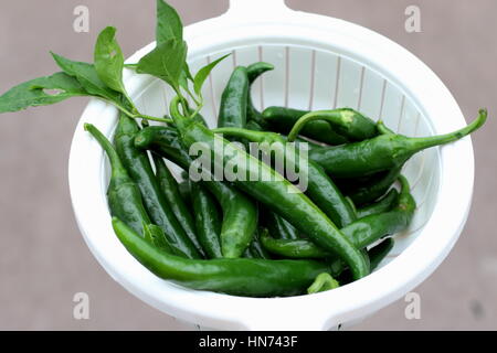 Nach Hause angebaut frische grüne Chilis Stockfoto