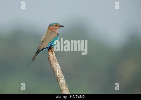 Funkelnde kleine blaue & violett Vogel Indian Roller thront auf einem Toten Ast, am bekanntesten für den Kunstflug zeigt das Männchen während der Brutzeit Stockfoto