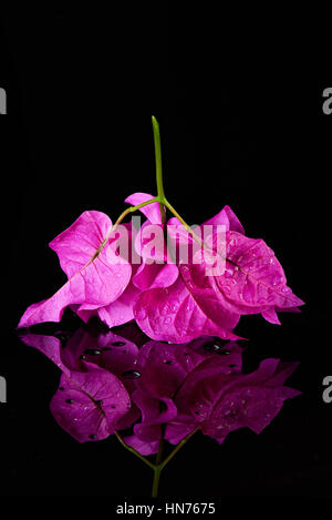 nassen rosa Blume Bougainvillea Nahaufnahme isoliert auf schwarz Stockfoto