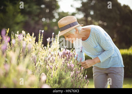 Ältere Frau, die duftenden Blumen im Garten Stockfoto