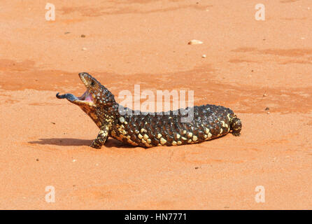 Blau-genutet Skink oder Shingleback oder Bobtail (Tiliqua Rugosa), Pooncarie, New South Wales, Australien Stockfoto