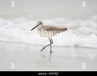 Willet an einem Strand, Naples, Florida, USA Stockfoto