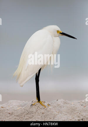 Snowy Silberreiher (Egretta unaufger) in Florida Stockfoto