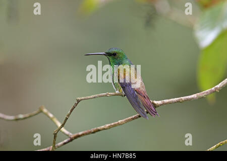 Snowy-bellied Hummingbird, Amazilia edward Stockfoto