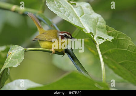 Rufous-capped Warbler, Basileuterus rufifrons Stockfoto