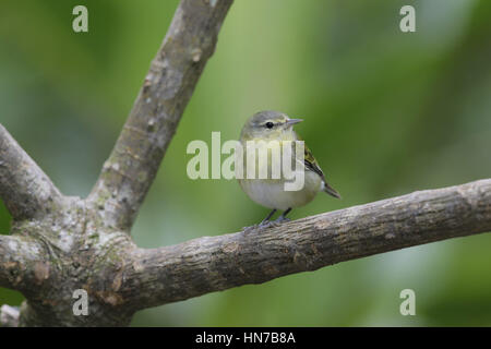 Tennessee Warbler, Vermivora Peregrina, im Winterkleid Stockfoto