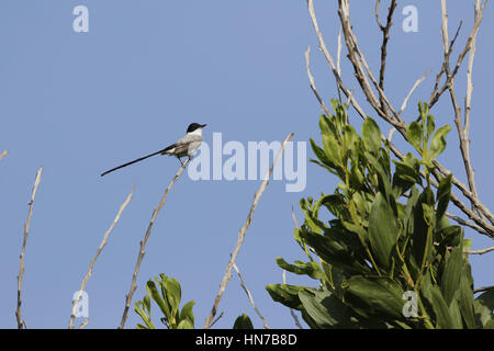 Gabel-tailed Flycatcher, Tyrannus savana Stockfoto