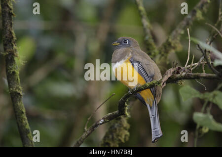 Orange-bellied Trogon, Trogon Aurantiventris, Weiblich Stockfoto