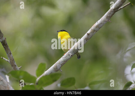 Golden-Kragen Manakin, Manacus Vitellinus, männliche display Stockfoto