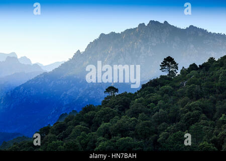 Die Spitzen und Wald von Bavella bei Sonnenuntergang Korsika, Frankreich Stockfoto