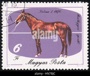 Eine Briefmarke gedruckt in Ungarn zeigt eine braune Krozus (Equus Caballus) stehend auf einem lila Hintergrund. Krozus ich 1970, Pferde-Serie, ca. 1985 Stockfoto