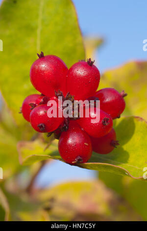 Geißblatt-Anlage Stockfoto