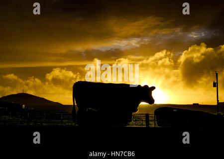 Silhouette einer Kuh in einer goldenen Sonnenuntergang auf der Insel Skye in Schottland Stockfoto