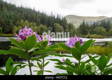 Reflexionen an Lochan Glencoe, Schottland Stockfoto