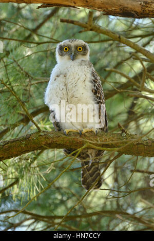 Leistungsstarke Eule Ninox Strenua flügge vor kurzem juvenile fotografiert in Victoria, Australien Stockfoto